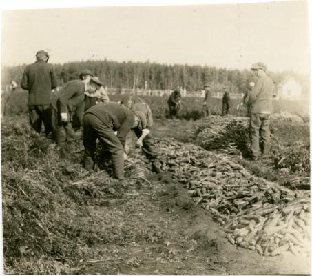 Red Deer Archives, P5504; Patients and staff at the Soldiers’Sanatorium harvesting carrots, 1919