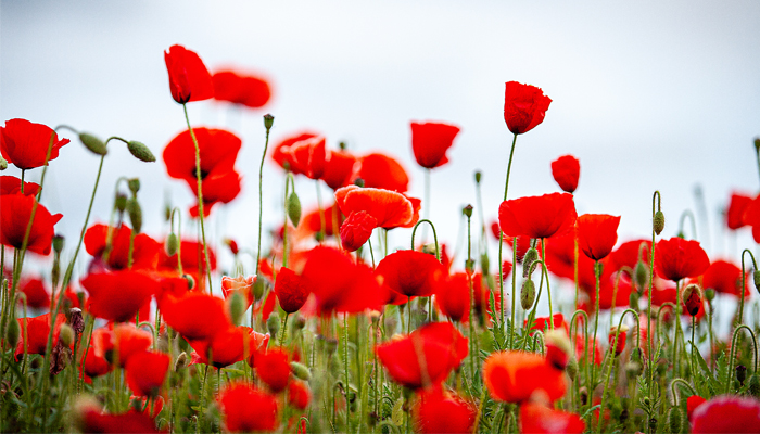 Field of poppies to recognize Remembrance Day