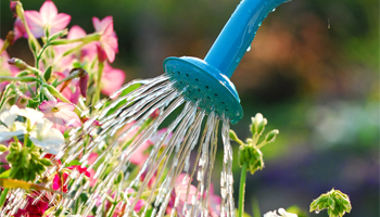 A watering can being used to water colourful flowers