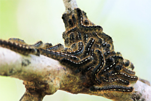A cluster of forest tent caterpillars on a tree branch