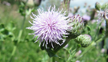 Photo of the weed, Canada Thistle