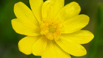 Photo of Tall-Buttercup