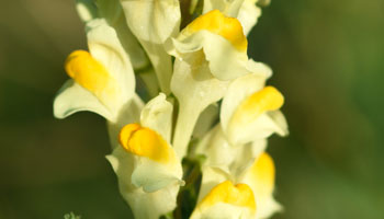 Photo of Yellow-Toadflax