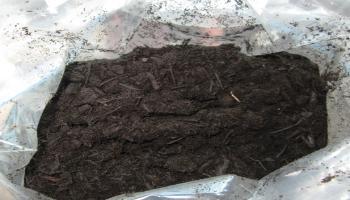 Example of finished compost (JPG)
