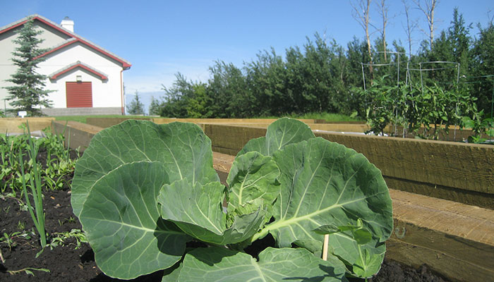 image of vegetables growing in a community garden