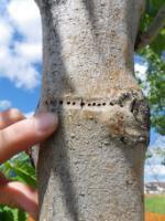 Ash Bark Beetle emergence holes