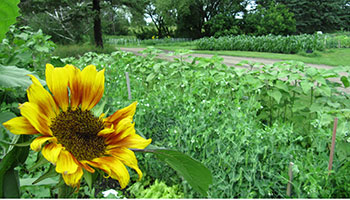 picture of a garden and sunflower