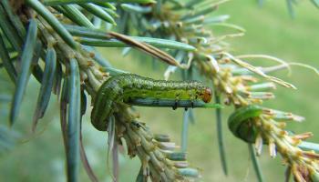 yellow-headed spruce sawfly on spruce image